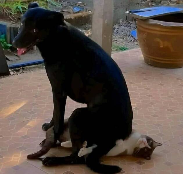 Goofy Animals Doing Their Thing