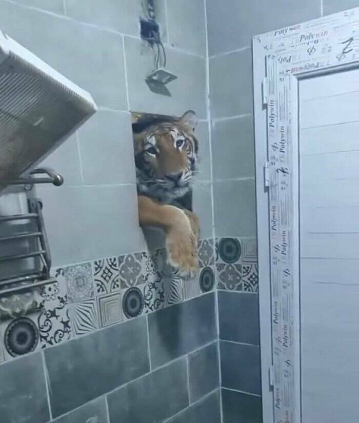 Goofy Animals Doing Their Thing