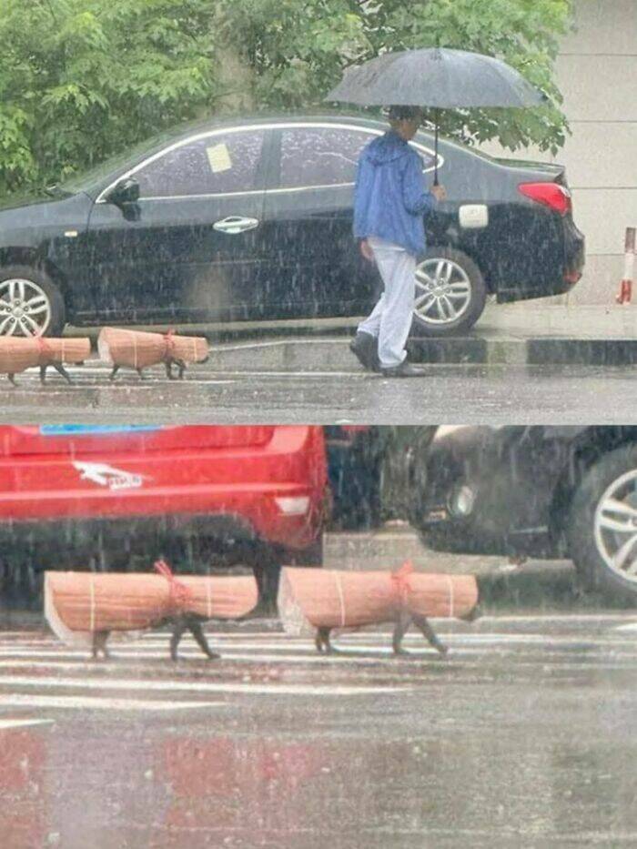 Goofy Animals Doing Their Thing