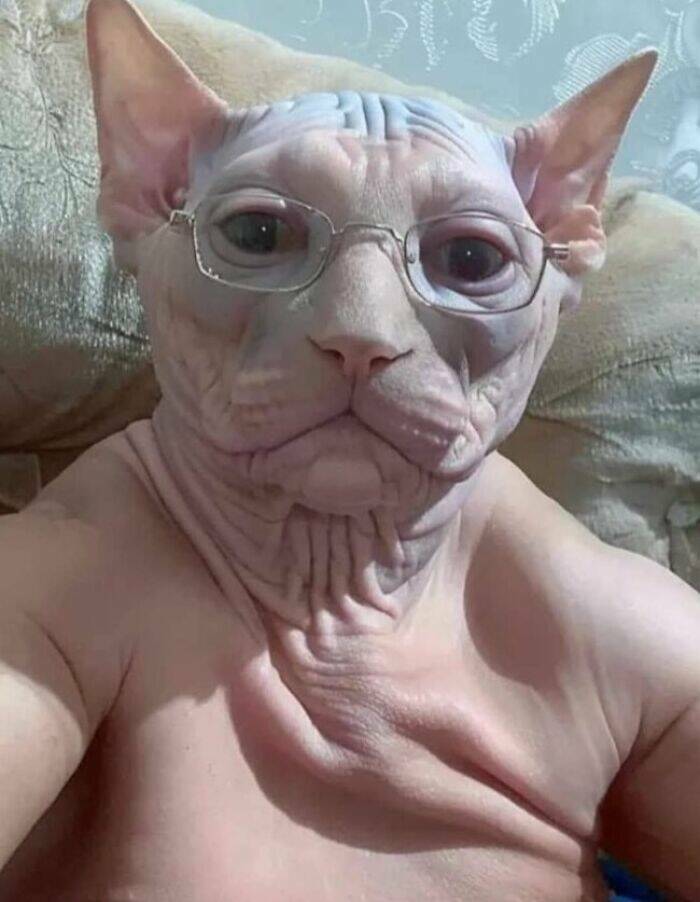 Goofy Animals Doing Their Thing