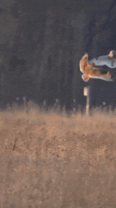 Daily Gifdump Daily Gifdump