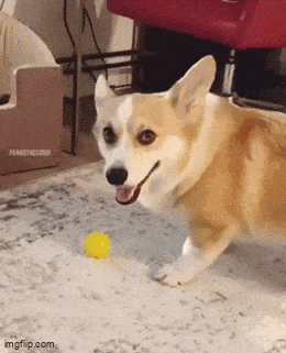 Daily Gifdump Daily Gifdump