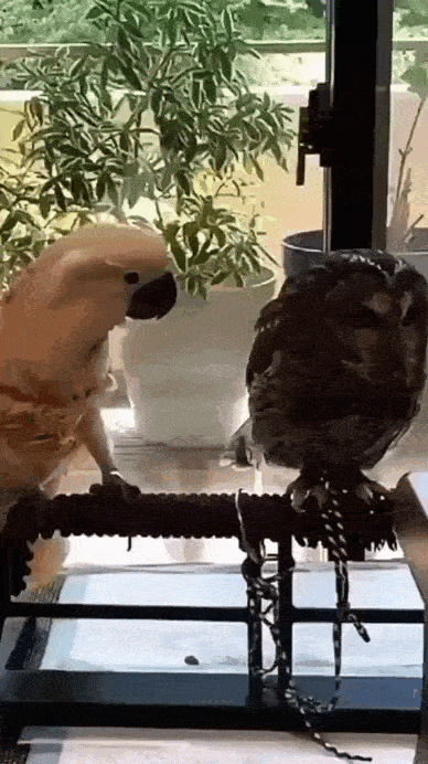 Daily Gifdump Daily Gifdump