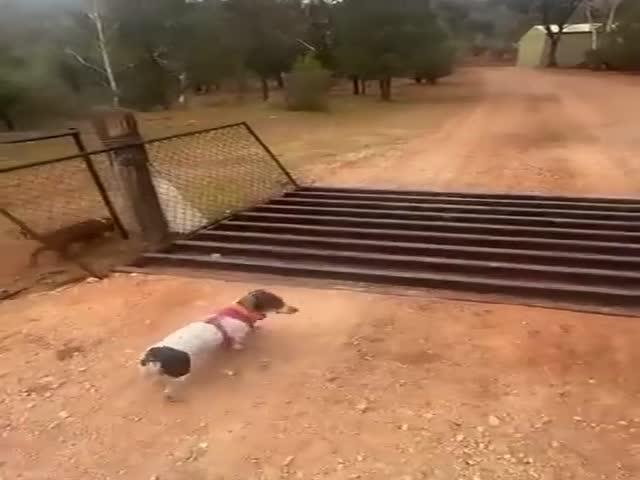 The Difference Between A Cat And A Dog