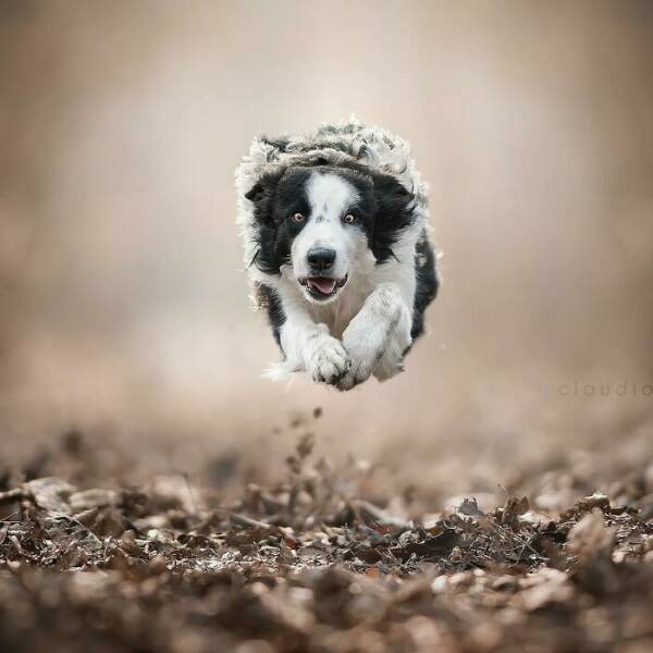 Dogs in Motion Like You’ve Never Seen