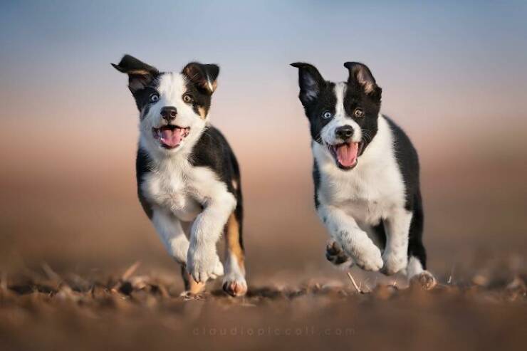 Dogs in Motion Like You’ve Never Seen