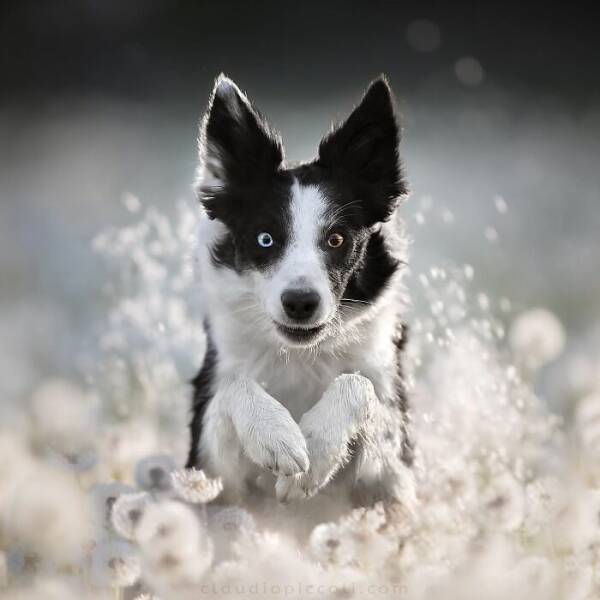 Dogs in Motion Like You’ve Never Seen