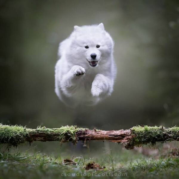 Dogs in Motion Like You’ve Never Seen