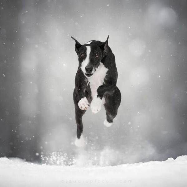 Dogs in Motion Like You’ve Never Seen