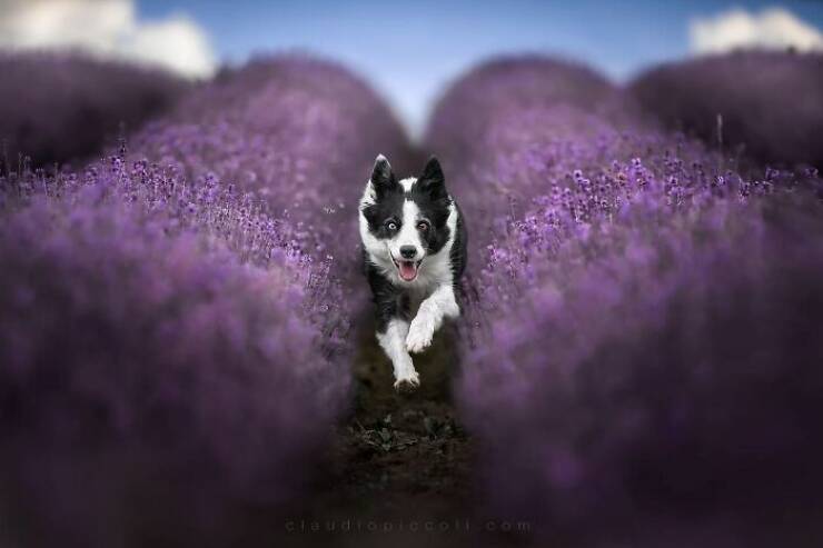 Dogs in Motion Like You’ve Never Seen