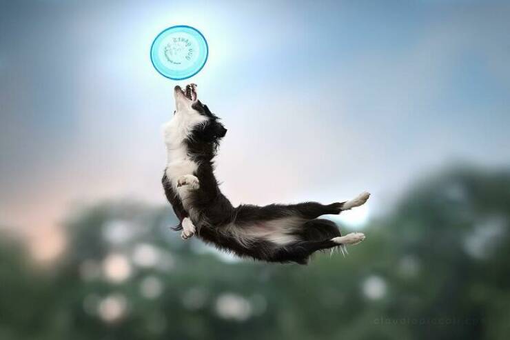 Dogs in Motion Like You’ve Never Seen