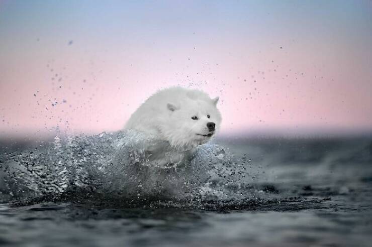 Dogs in Motion Like You’ve Never Seen