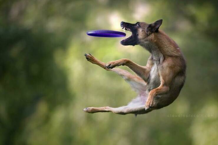 Dogs in Motion Like You’ve Never Seen