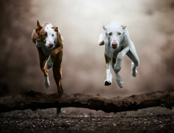Dogs in Motion Like You’ve Never Seen