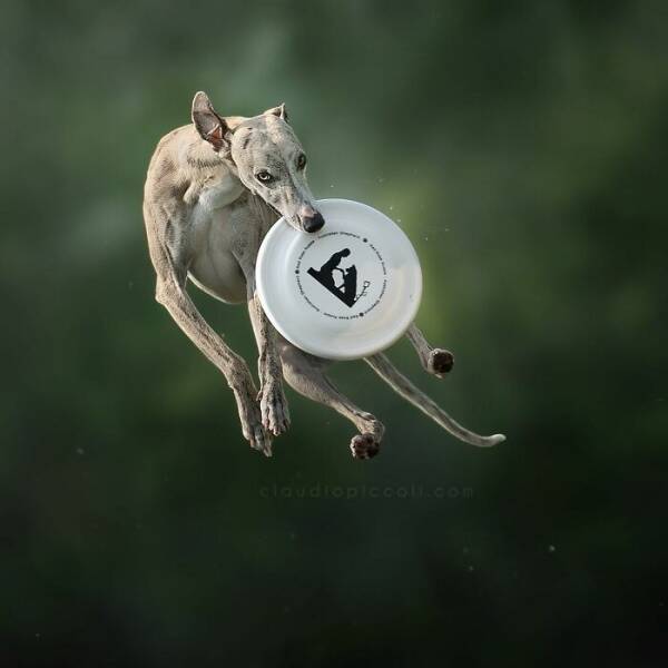 Dogs in Motion Like You’ve Never Seen