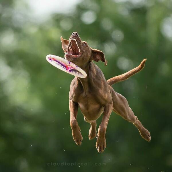 Dogs in Motion Like You’ve Never Seen