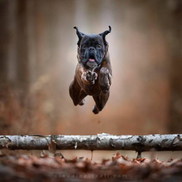 Dogs in Motion Like You’ve Never Seen