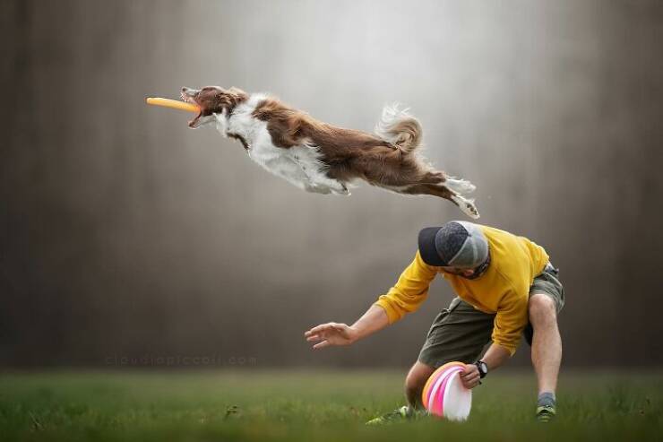 Dogs in Motion Like You’ve Never Seen