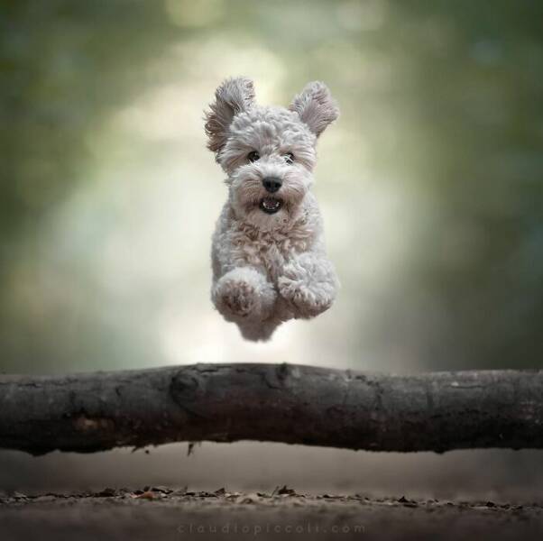 Dogs in Motion Like You’ve Never Seen