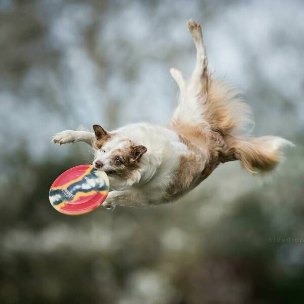 Dogs in Motion Like You’ve Never Seen