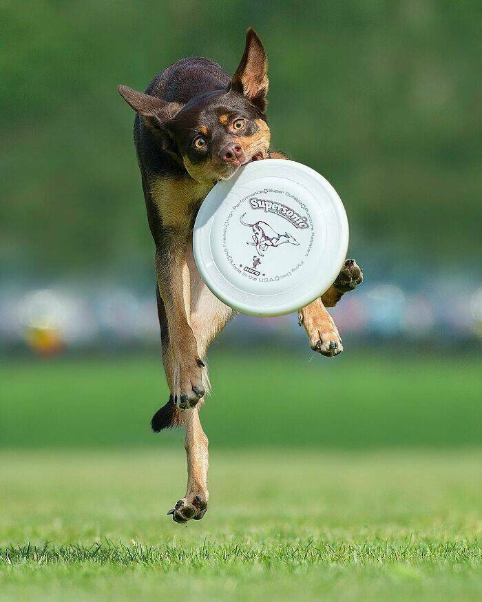 Dogs in Motion Like You’ve Never Seen