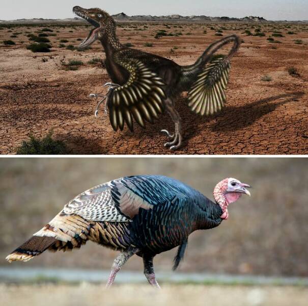 Fierce, Fascinating & Totally Cool Dinosaur Trivia