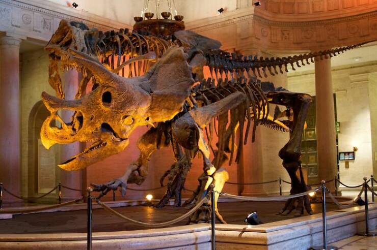 Fierce, Fascinating & Totally Cool Dinosaur Trivia