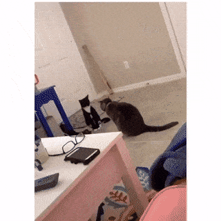 Daily Gifdump Daily Gifdump