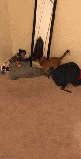 Daily Gifdump Daily Gifdump