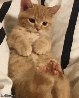 Daily Gifdump Daily Gifdump