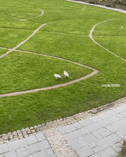 Daily Gifdump Daily Gifdump