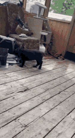 Daily Gifdump Daily Gifdump