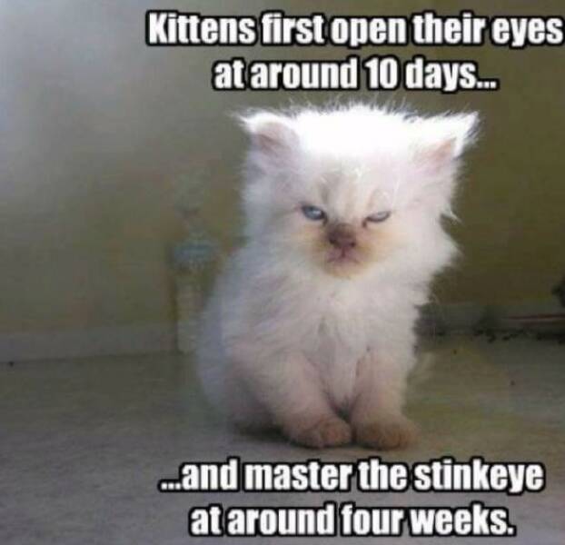 Archive Memes That Still Hit Different