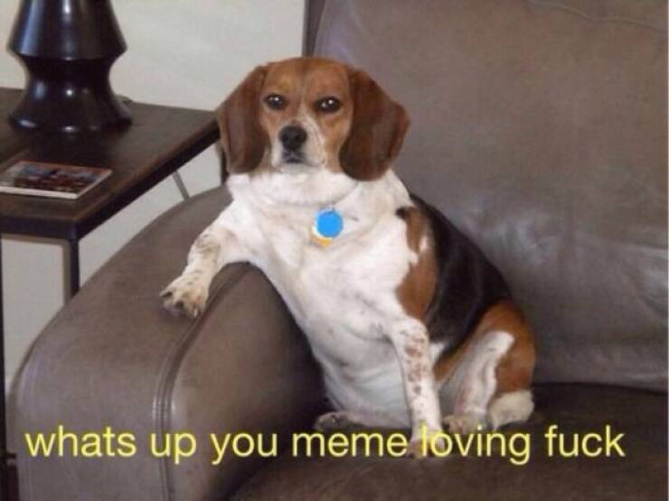 Archive Memes That Still Hit Different