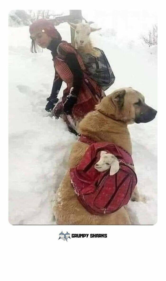 Feel-Good Moments to Brighten Your Day