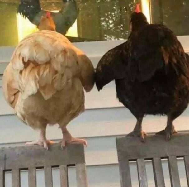 Bizarre Moments Caught Online