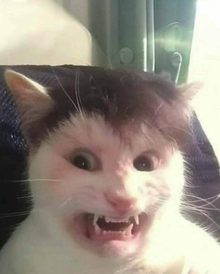 Bizarre Moments Caught Online