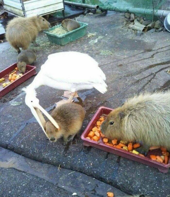 Bizarre Moments Caught Online