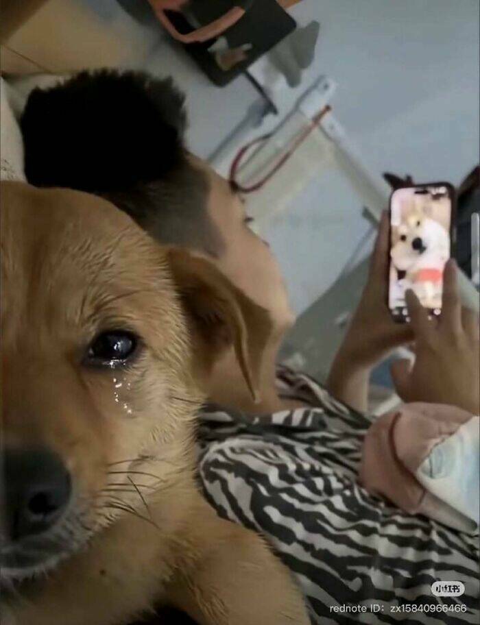 Bizarre Moments Caught Online