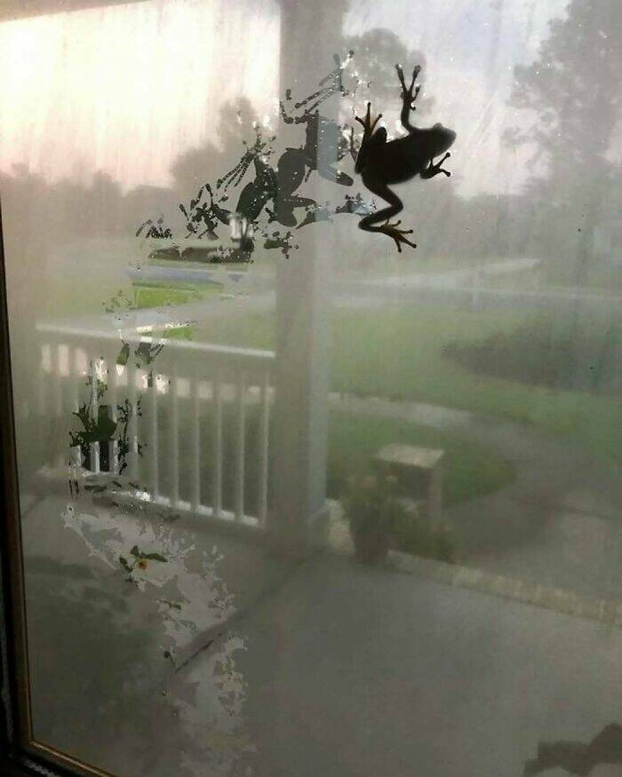 Bizarre Moments Caught Online