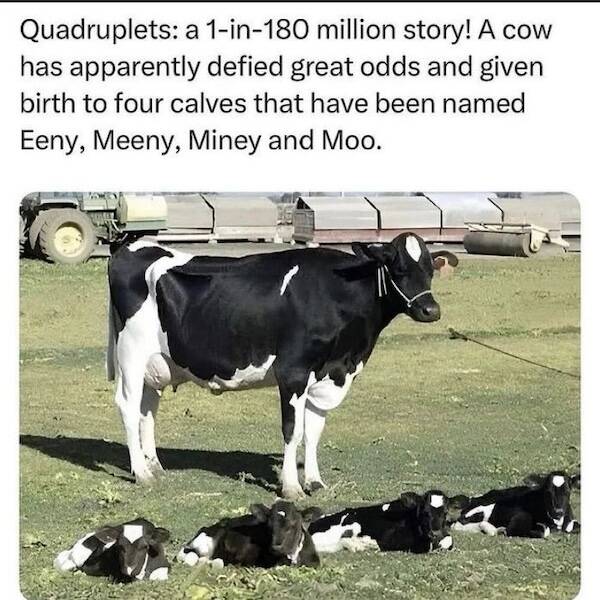 Pawsitively Hilarious Animal Memes