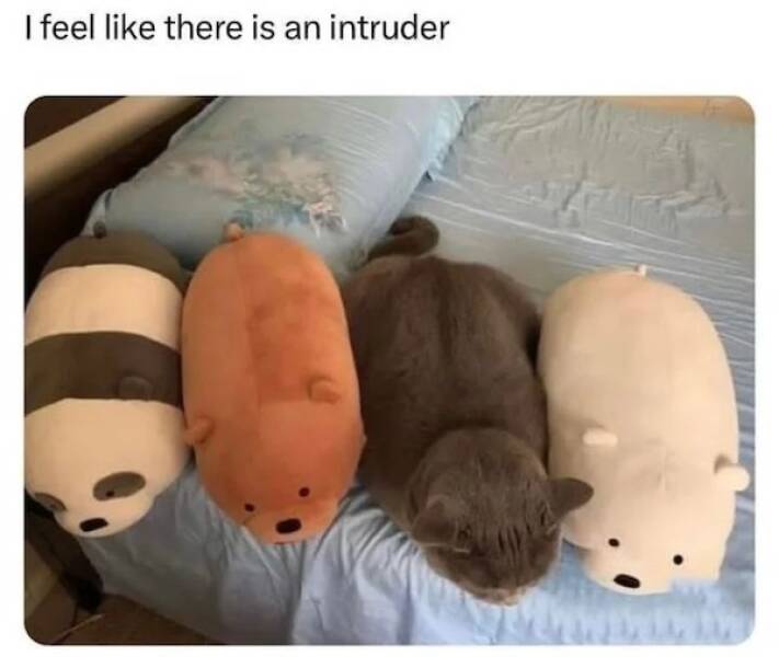 Pawsitively Hilarious Animal Memes