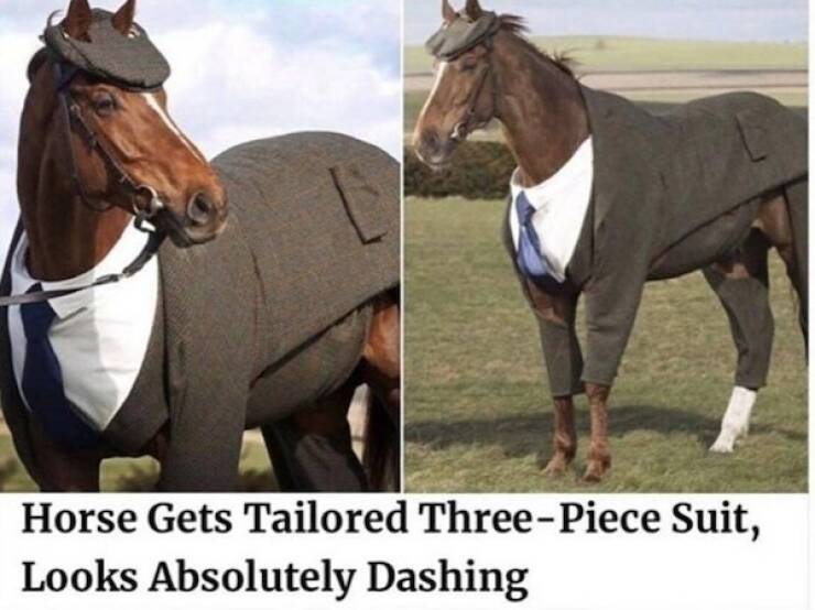 Pawsitively Hilarious Animal Memes