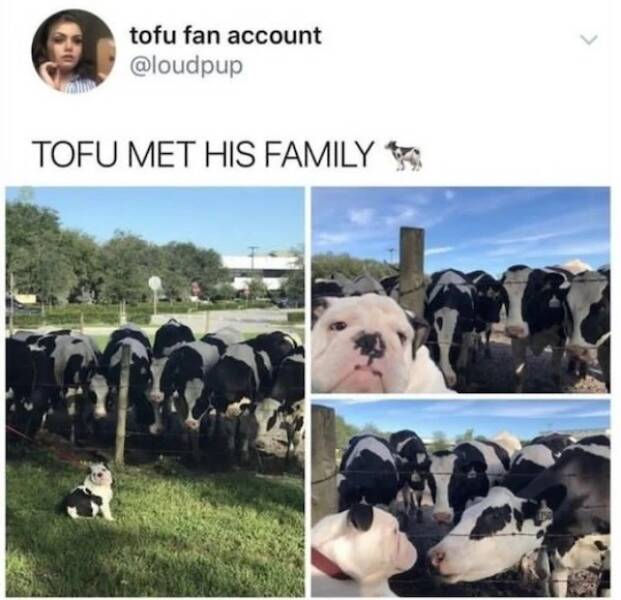 Pawsitively Hilarious Animal Memes