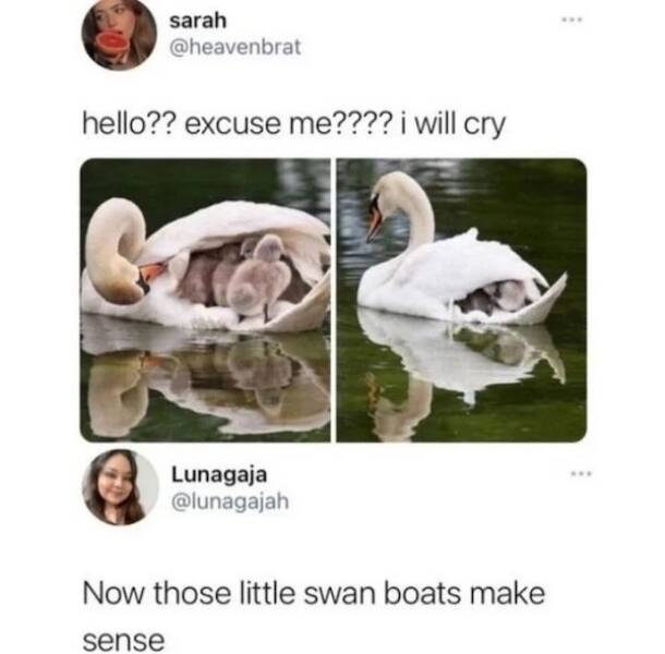 Pawsitively Hilarious Animal Memes