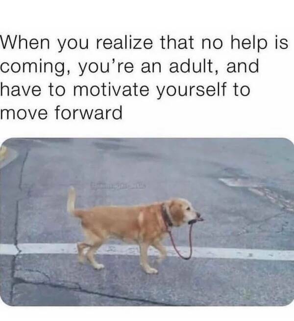 Pawsitively Hilarious Animal Memes