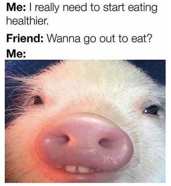 Pawsitively Hilarious Animal Memes