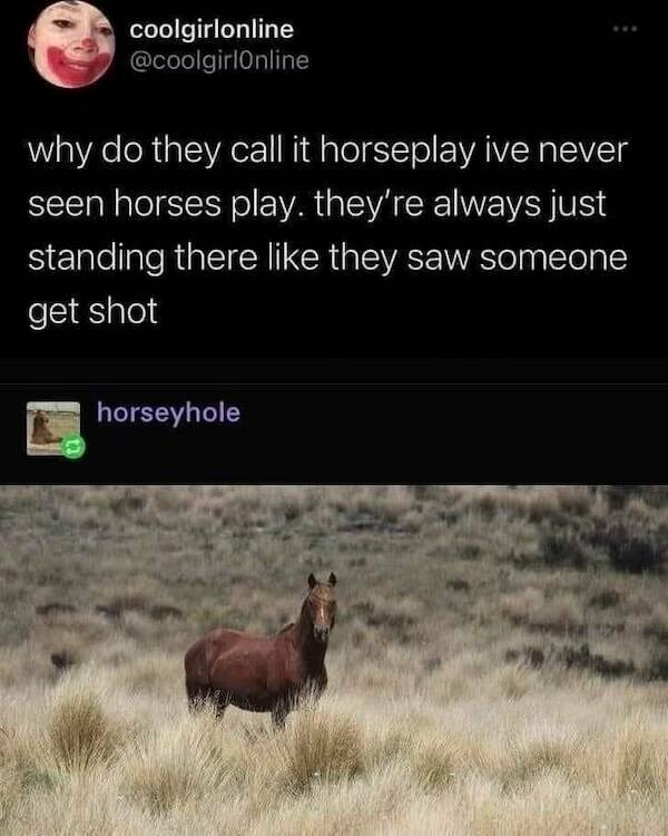 Pawsitively Hilarious Animal Memes