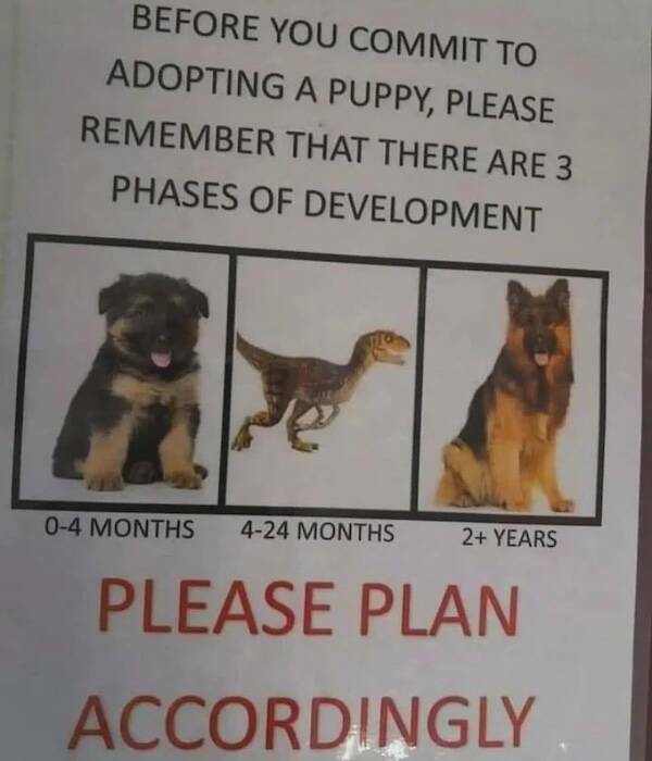 Pawsitively Hilarious Animal Memes