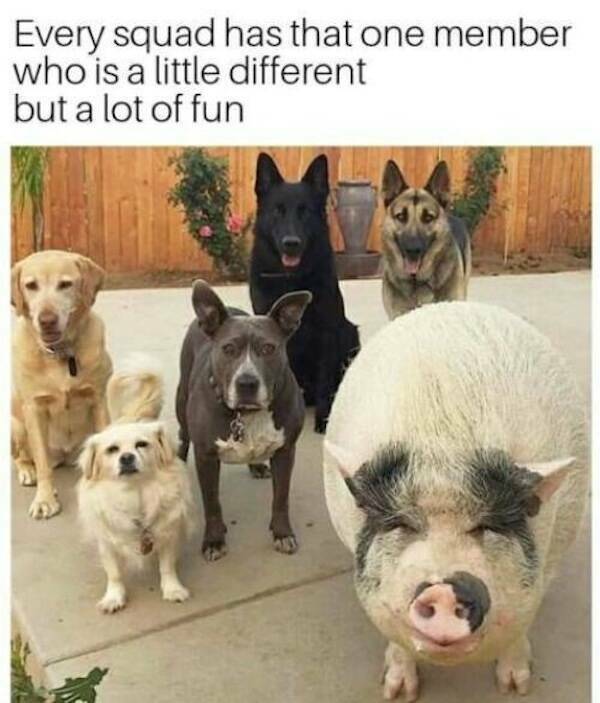 Pawsitively Hilarious Animal Memes